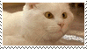 stamp: cat gets booped on nose by cursor
